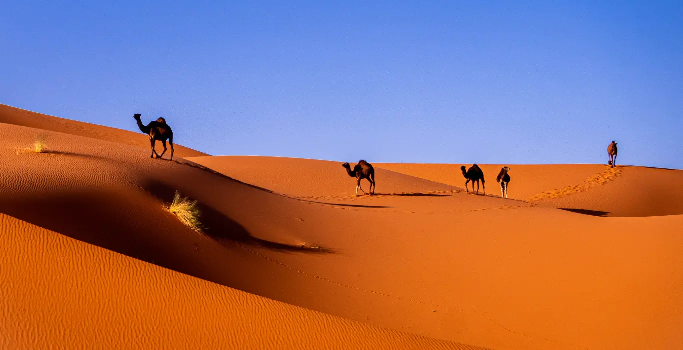 Sahara Per Tutti Tour di 4 Giorni da Fes a Marrakech via Deserto di Merzouga e Ouarzazate