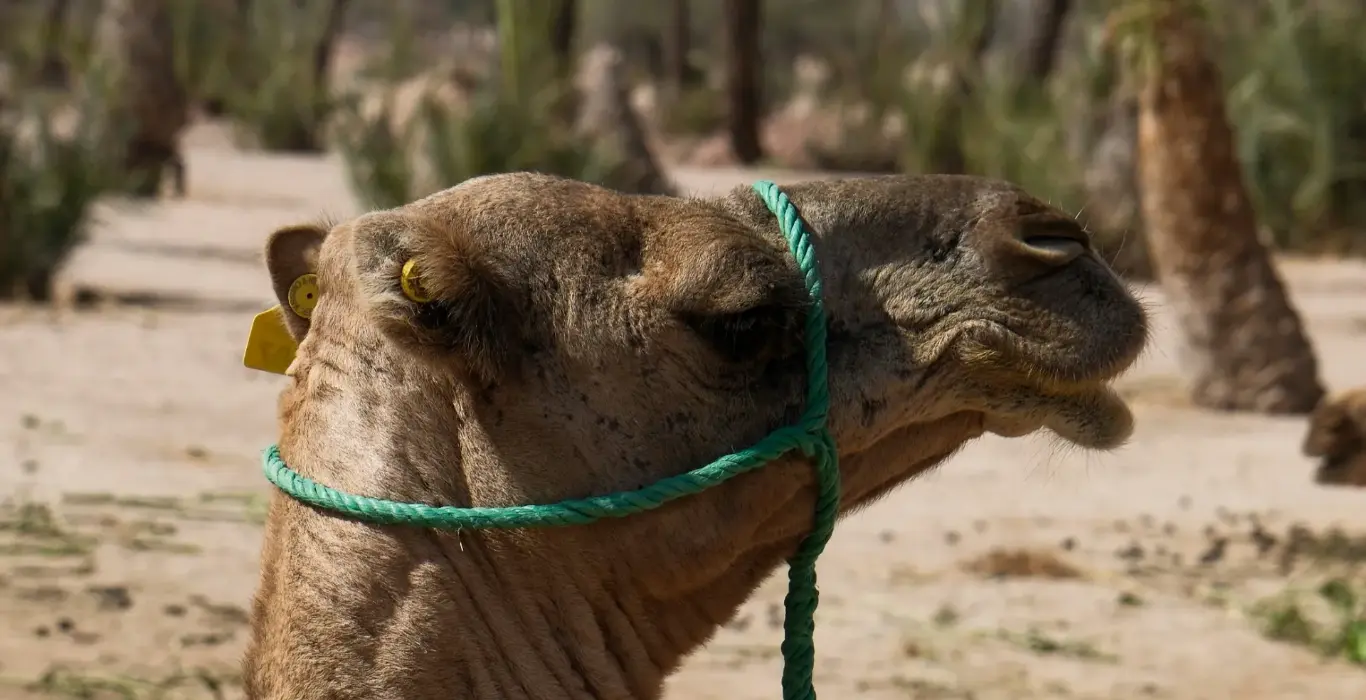 Sahara Per Tutti raul-mermans-garcia-47HBnu6ph-4-unsplash-cropped