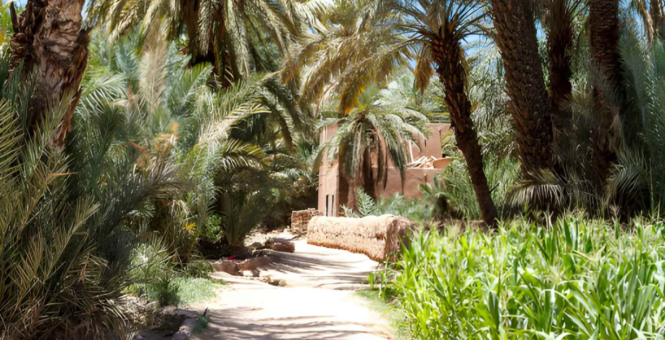 Sahara Per Tutti steptodown.com200607