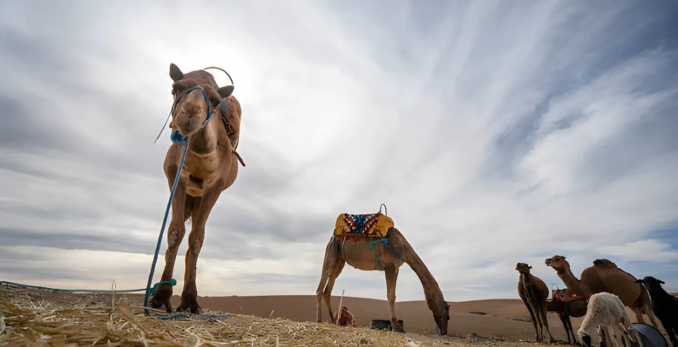 Sahara Per Tutti Avventura in Cammello