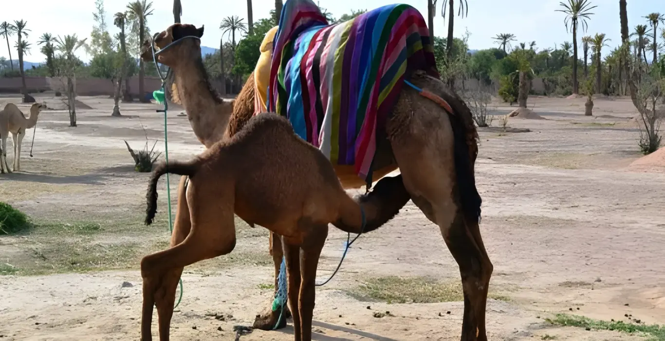 Sahara Per Tutti steptodown.com707785-cropped