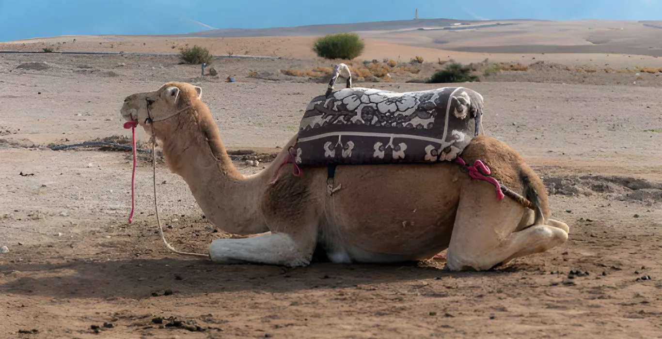 Sahara Per Tutti steptodown.com733035