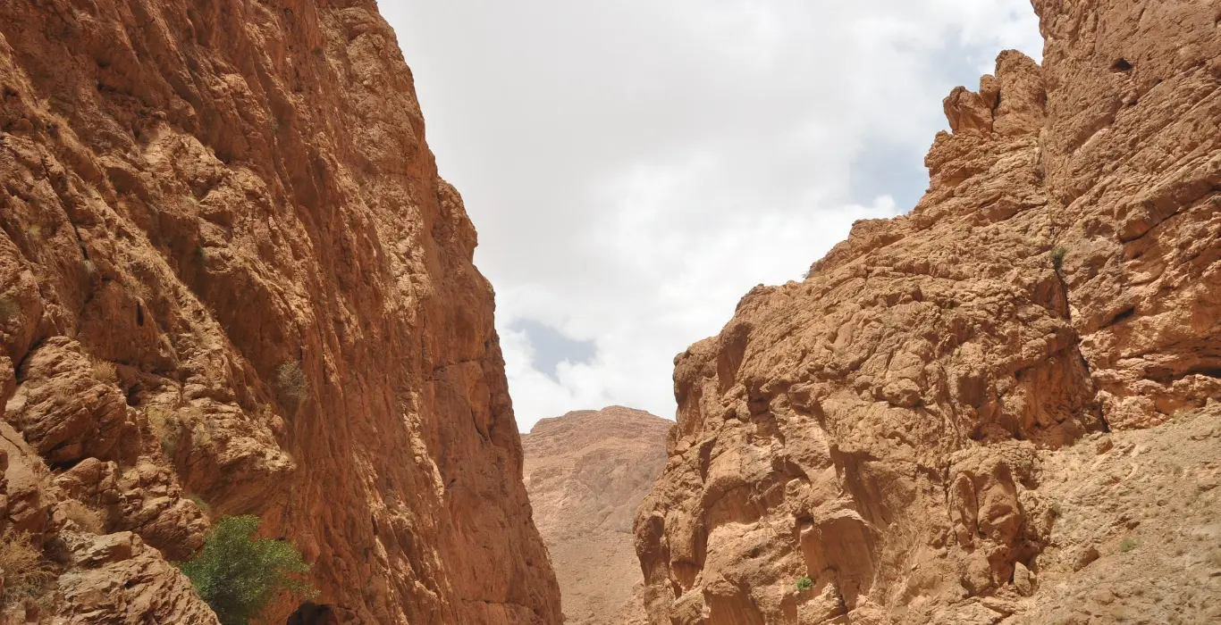 Sahara Per Tutti wislamos-throat-2611197_1920-cropped