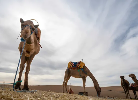 Avventura in Cammello